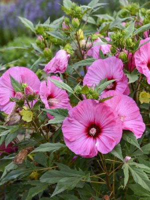 Hibiscus 'Summerific Candy Crush'