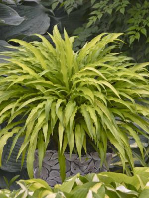 Hosta Curly Fries