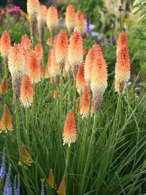 Kniphofia 'Hot and Cold'