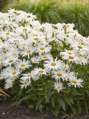 Shasta Daisy Amazing Daisies 'Spun Silk'