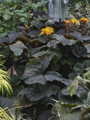 Ligularia Britt-Marie-Crawford