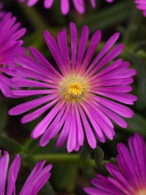 Ocean Sunset™ Violet