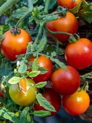 Tomato 'Cherry Blast'