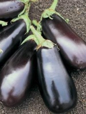 Eggplant 'Classic'