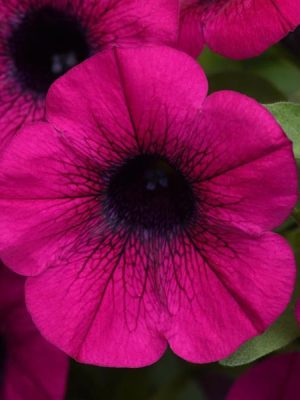 Petunia 'ColorRush Purple'