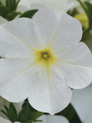 Petunia 'ColorRush White'