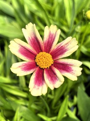 Coreopsis 'Li'l Bang Candy Stripe'
