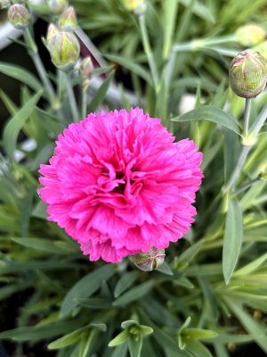 Dianthus 'Early Bird Sherbet'