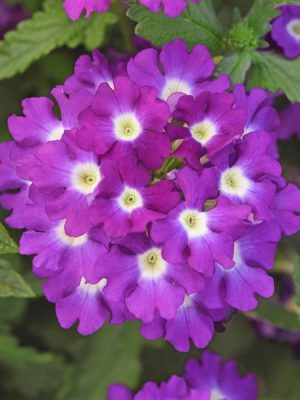 Verbena 'Firehouse Violet Wink'