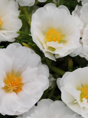 Portulaca 'Happy Trails White'
