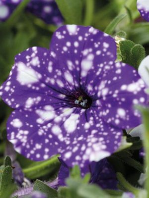 Petunia 'Headliner Night Sky'