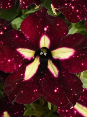 Petunia 'Headliner Starry Sky Burgundy'