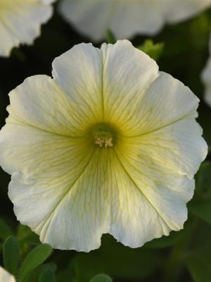 Petunia 'Madness Yellow'