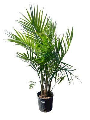10" Majesty Palm
