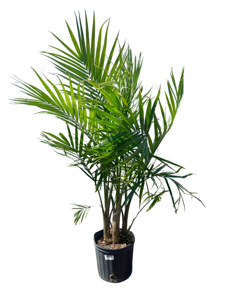 10" Majesty Palm