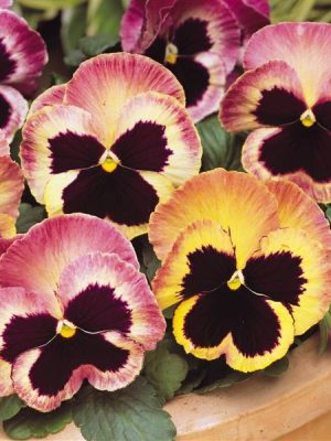Pansy 'Matrix Sunrise'