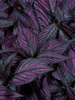 Persian Shield (Strobilanthes)
