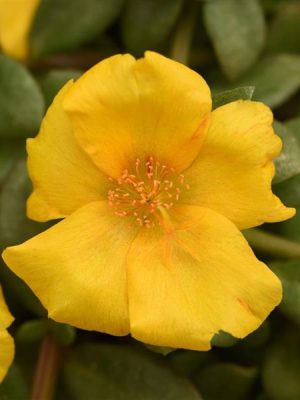 Portulaca 'PortoGrande Yellow'