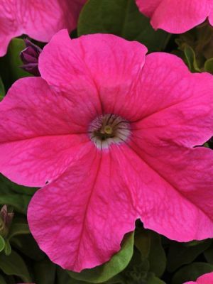 Petunia 'Pretty Grand Deep Pink'