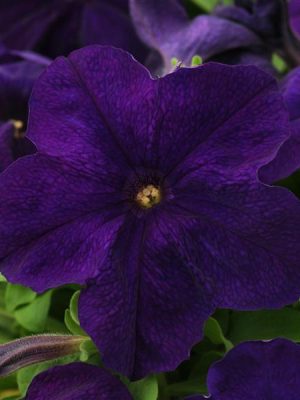 Petunia 'Pretty Grand Midnight'