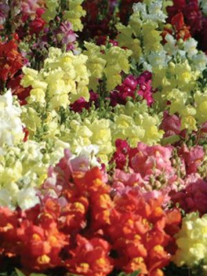 Snapdragon 'Snapshot Mixture'