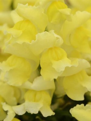 Snapdragon 'Snapshot Yellow'
