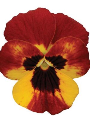 Viola 'Sorbet Fire'