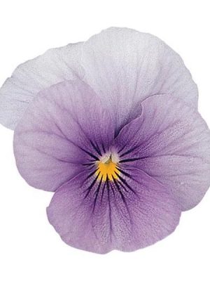 Viola 'Sorbet Icy Blue'
