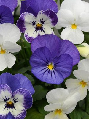 Viola 'Sorbet XP Blueberry Sundae'