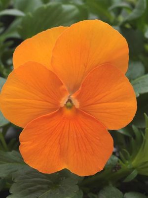 Viola 'Sorbet XP Deep Orange'