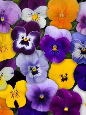 Viola 'Sorbet XP Mixture'