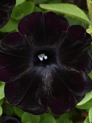 Petunia 'Starlet Velvet'