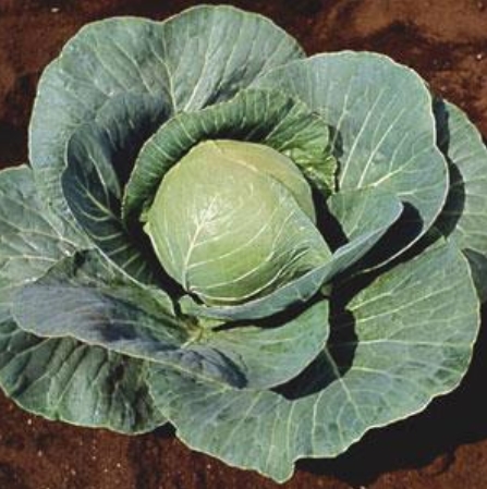 Cabbage 'Stonehead'