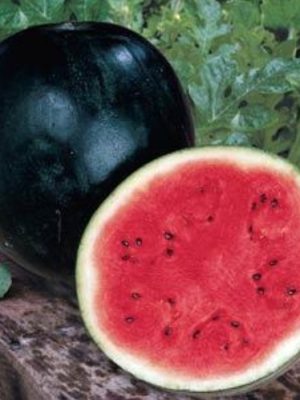 Watermelon 'Sugar Baby'