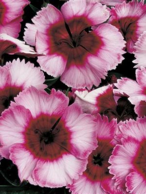 Dianthus 'Super Parfait Raspberry'