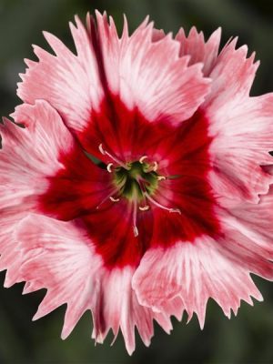 Dianthus 'Super Parfait Strawberry'