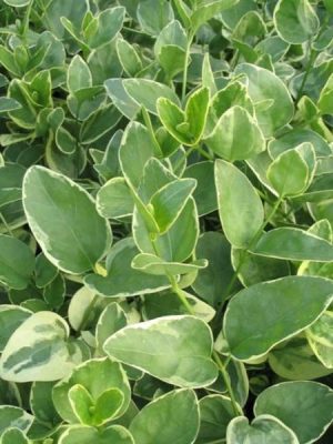 Vinca Major Variegata