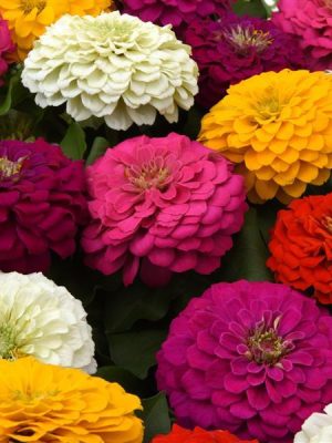 Zinnia 'Zesty Mixture'