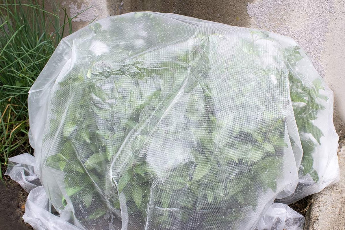 Insect-Proof Screen Plant Cover - Image 2